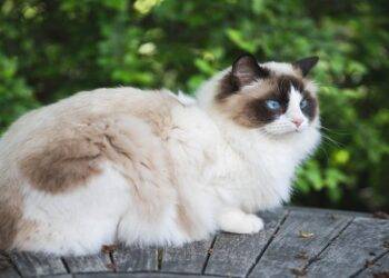 Lazy Cat Breed, Go For These If You Don’t Have Enough Money