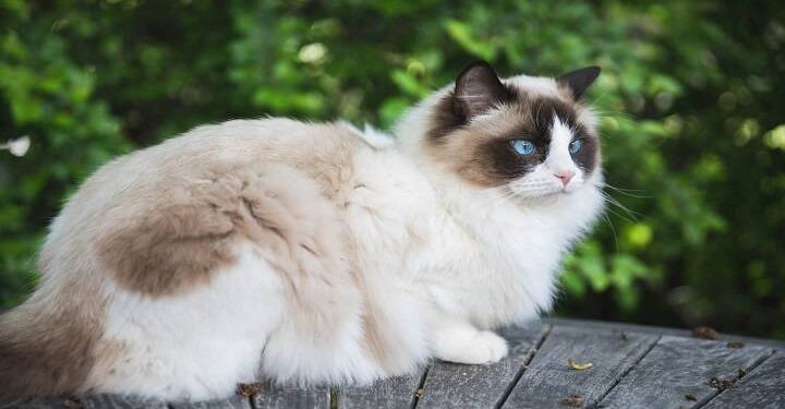 Lazy Cat Breed, Go For These If You Don’t Have Enough Money