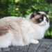 Lazy Cat Breed, Go For These If You Don’t Have Enough Money