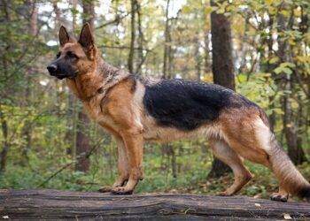 German Shephard, All You Need To Know About These Dog Breed