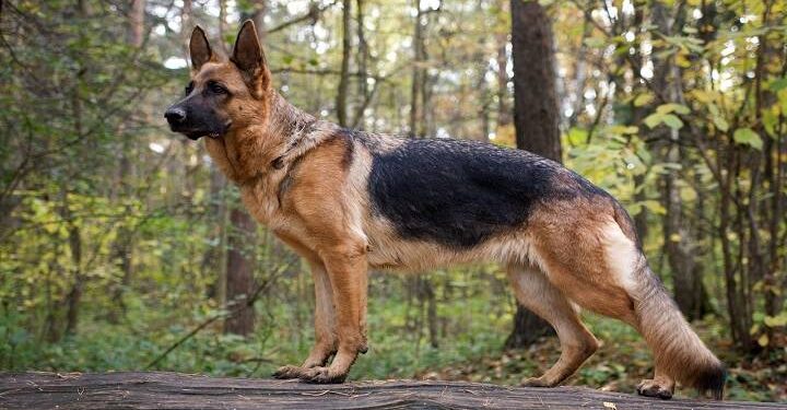 German Shephard, All You Need To Know About These Dog Breed