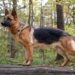 German Shephard, All You Need To Know About These Dog Breed