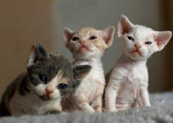 Devon Rex Cats, All You Need To Know About These Cat Breed