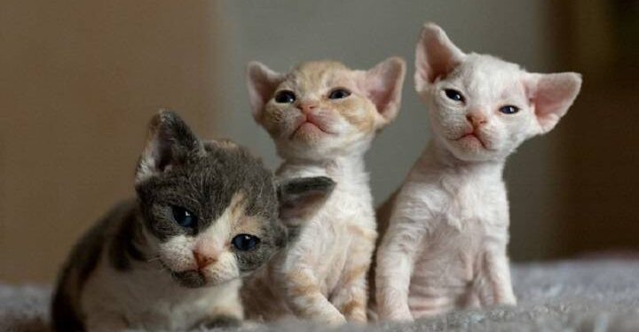 Devon Rex Cats, All You Need To Know About These Cat Breed