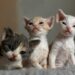 Devon Rex Cats, All You Need To Know About These Cat Breed