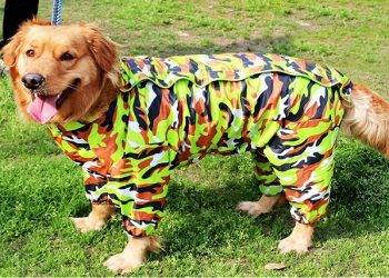 Dog Clothes for Large Dogs