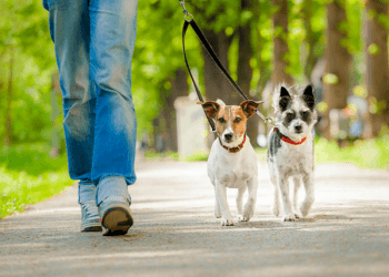 6 Ways to Make an Outdoor Stroll a Care-Free Affair for a Pup
