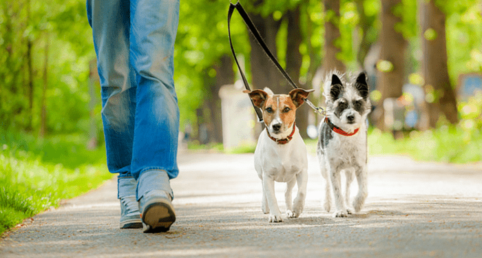 6 Ways to Make an Outdoor Stroll a Care-Free Affair for a Pup
