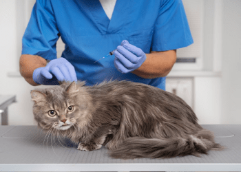 4 Common Tail Injuries Observed in Feline Pets