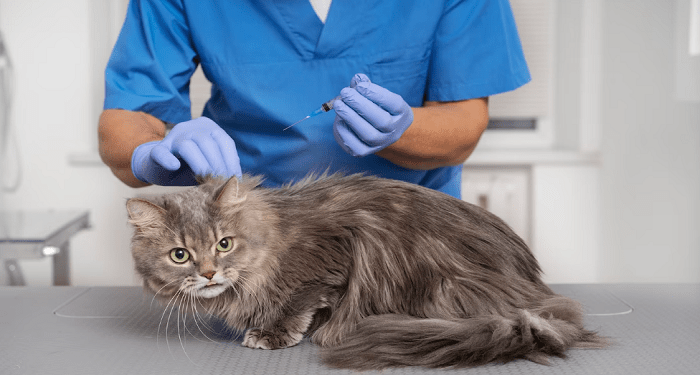 4 Common Tail Injuries Observed in Feline Pets