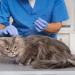 4 Common Tail Injuries Observed in Feline Pets